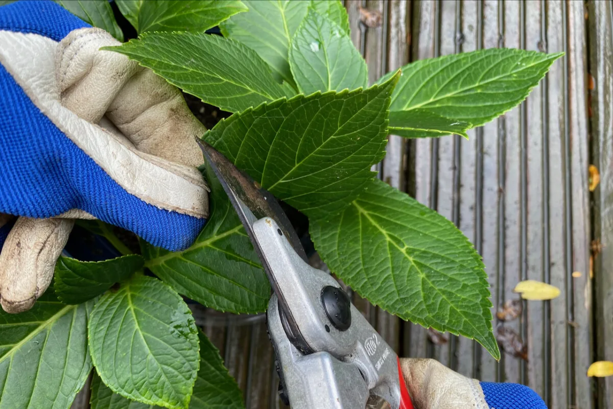 Hands cutting tops of hydrangea leaves off