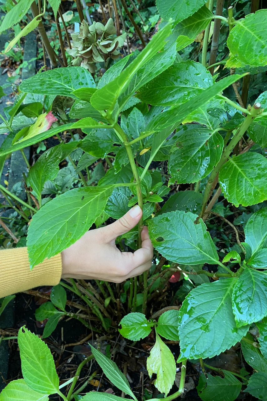 Woman's hand holding hydrangea stem