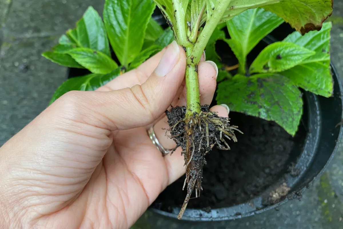 Woman's hand holding a rooted hydrangea cutting.