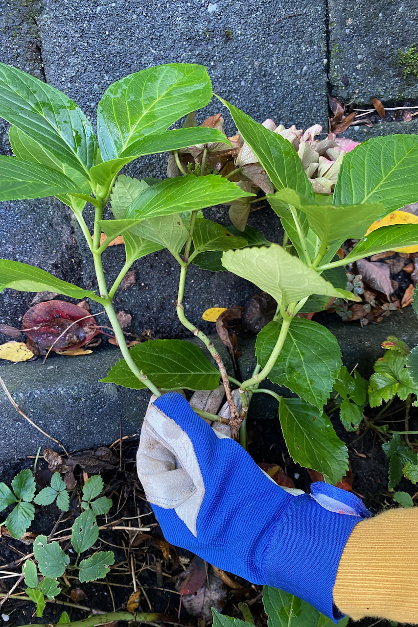 Gloved hand showing small hydrangea stems