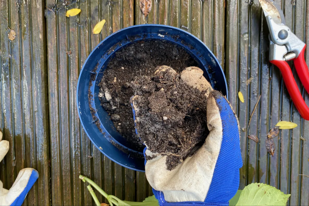 Gloved hand putting soil into pot