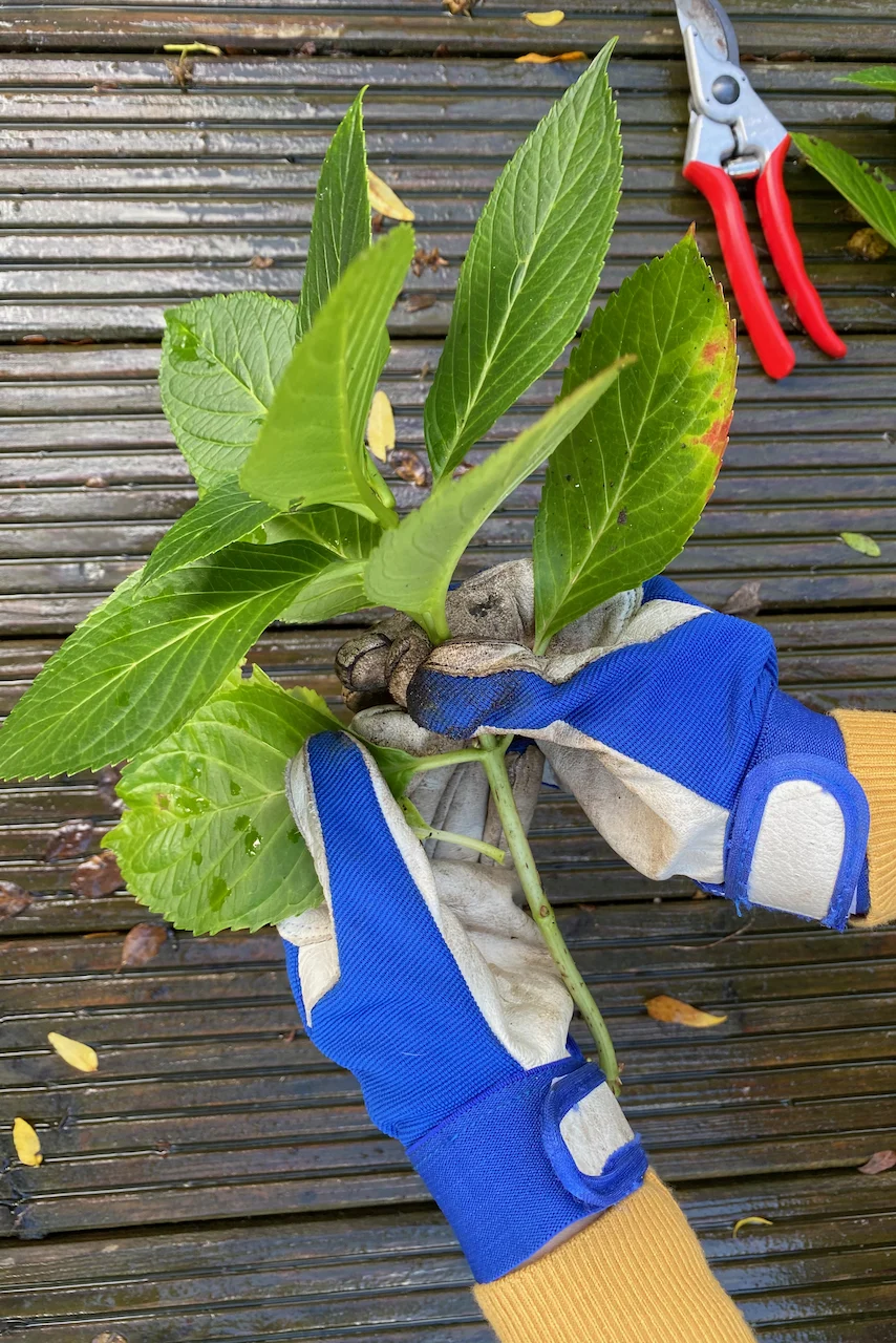 Pulling leaves off of hydrangea cutting