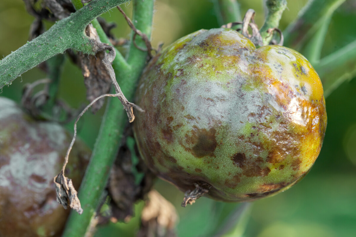 Tomato with late blight