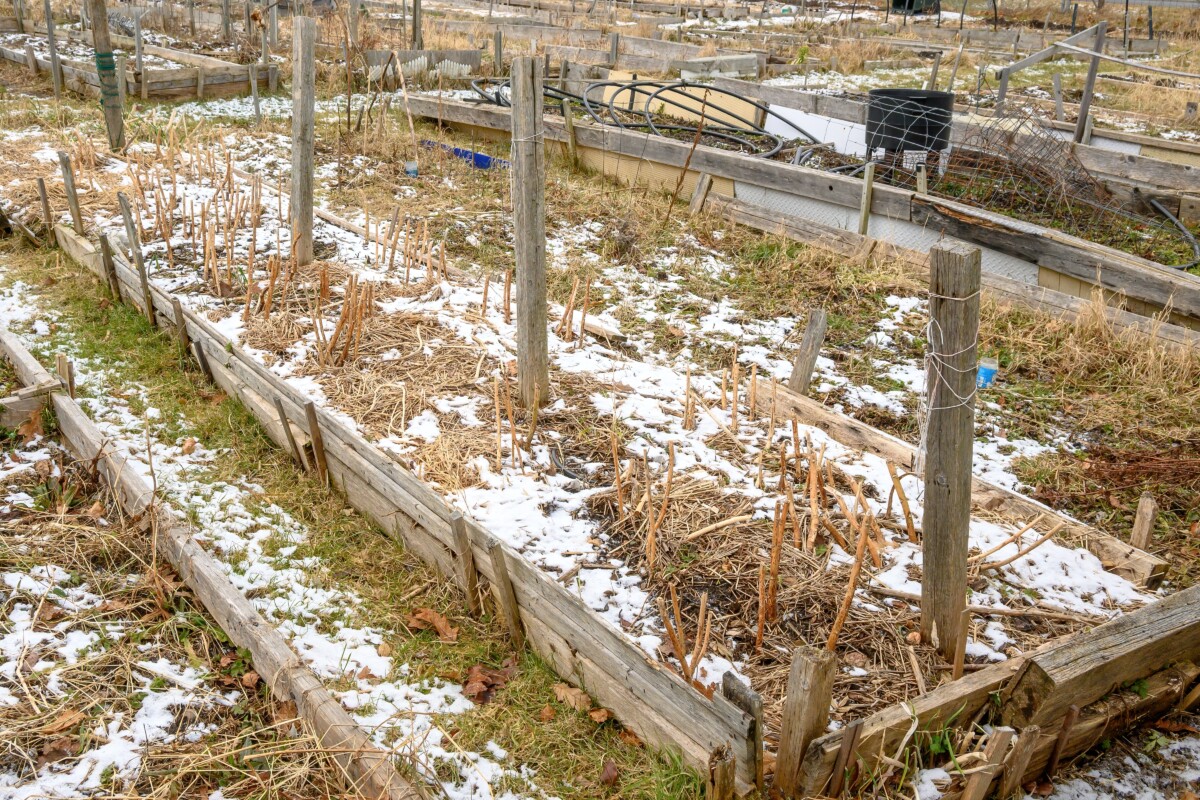 Vegetable plants cut at the base and left to rot in a garden