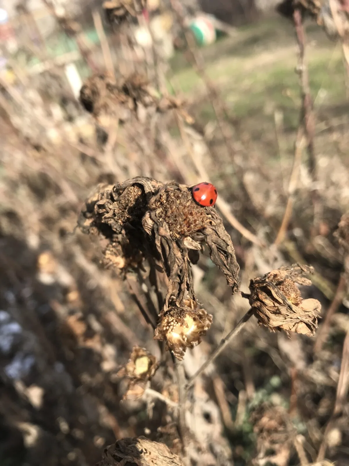 Ladybug on dead flower