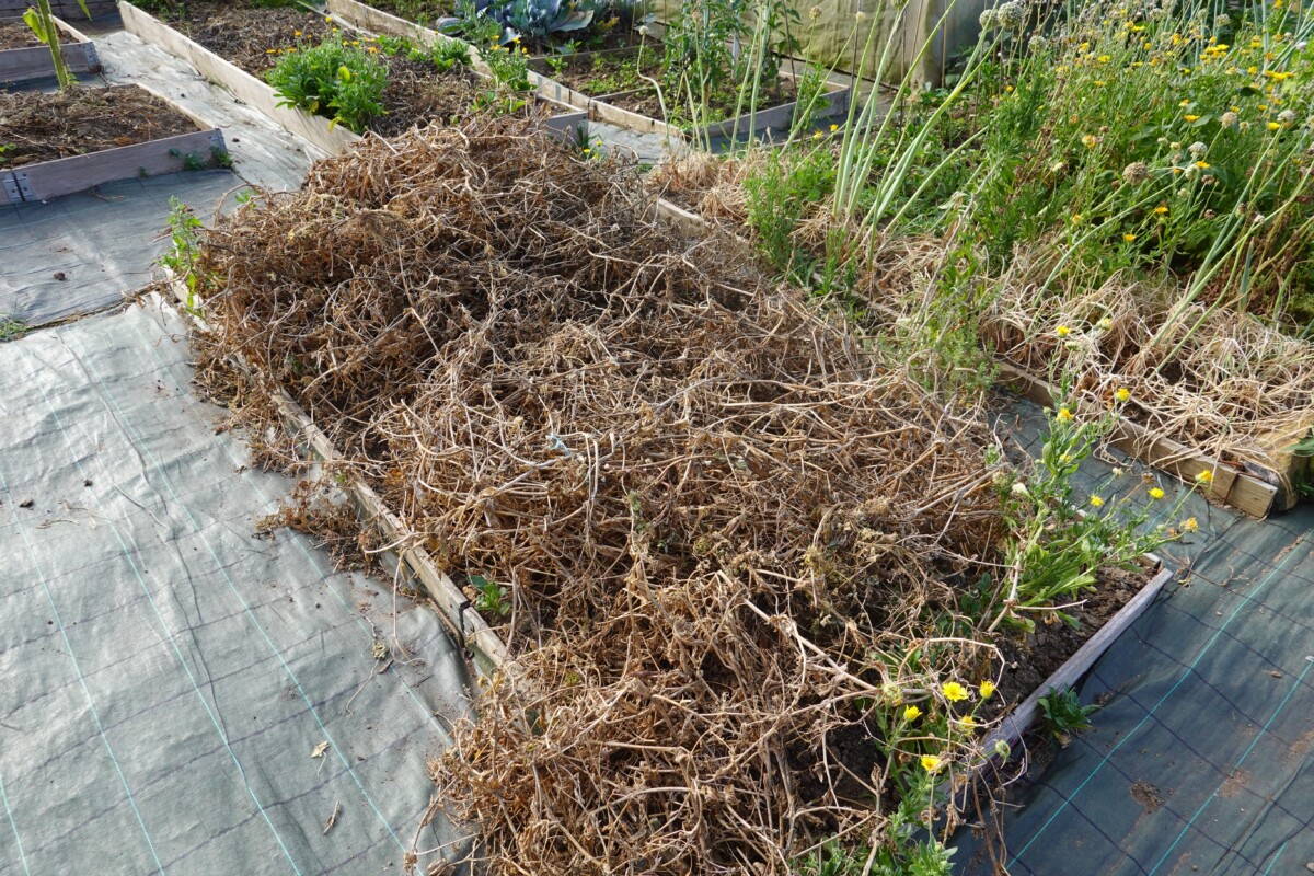 Chop and drop fall clean up in raised beds