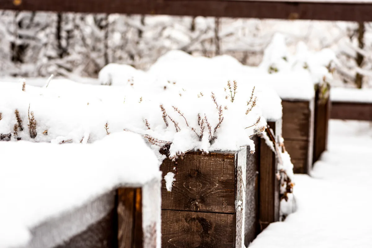 Snow covered raised beds