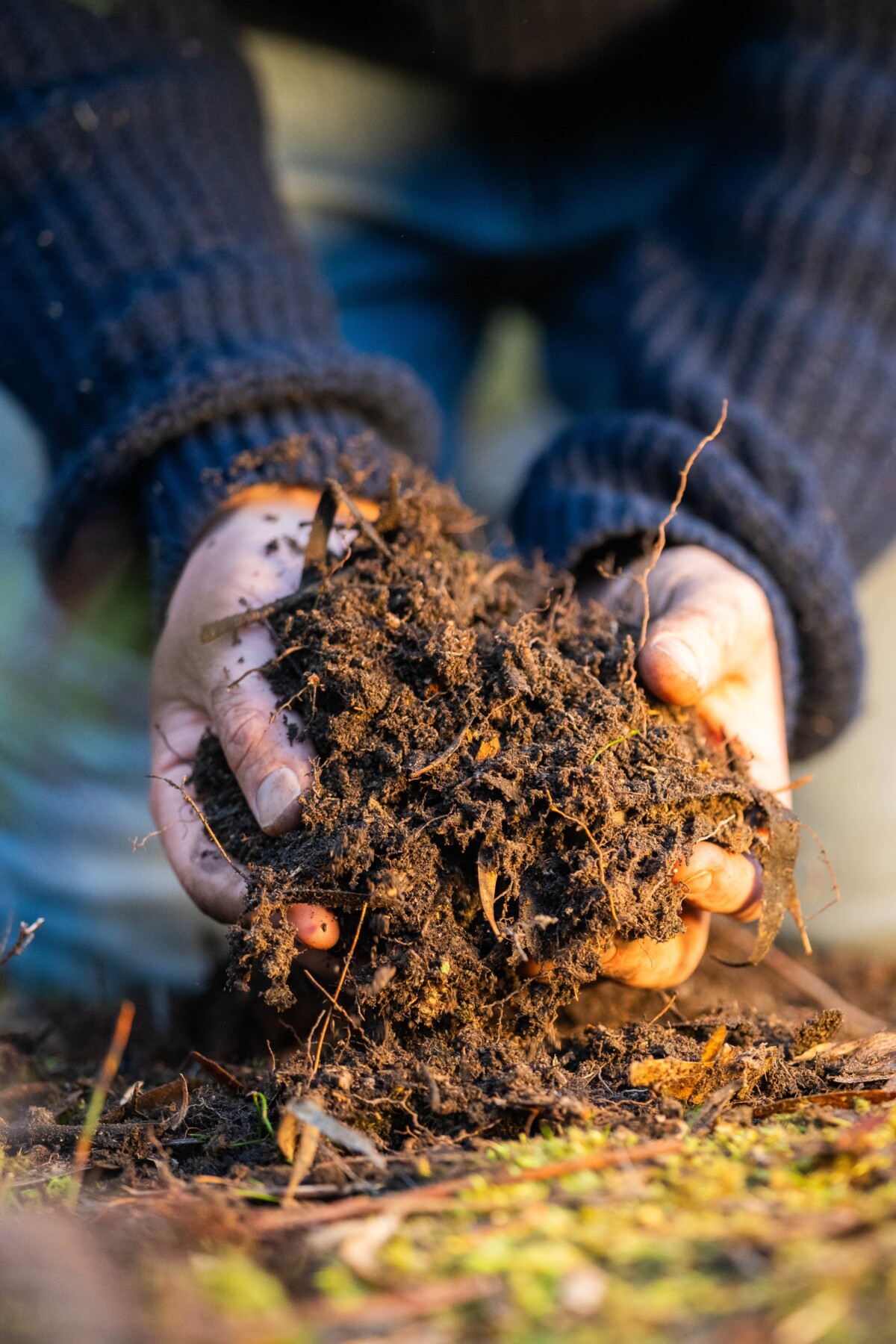 hands holding health soil