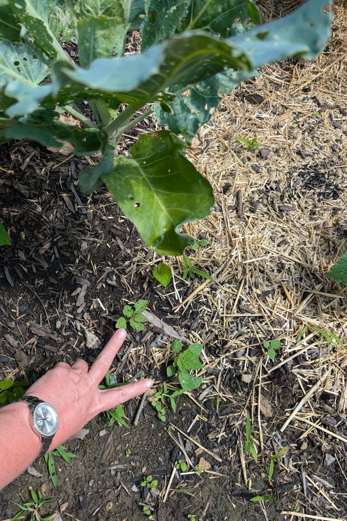 Ground cherry volunteers in garden