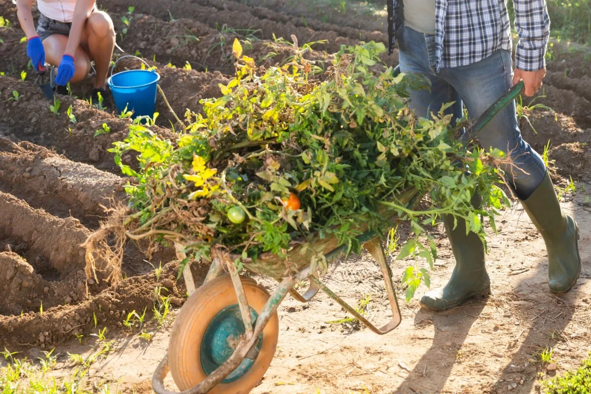 Man pushing wheelbarrow full of pulled up tomato plants