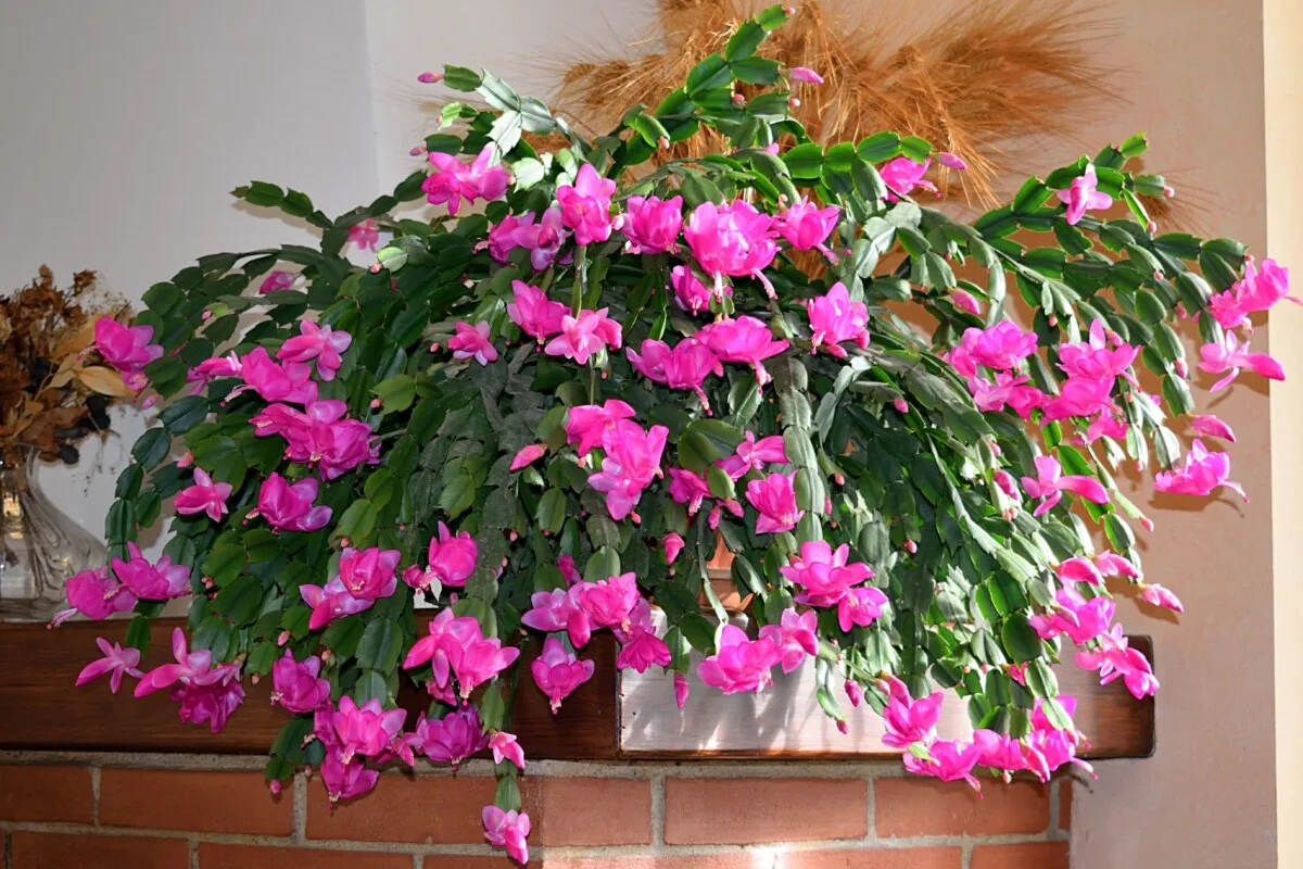 Christmas cactus loaded with flowers