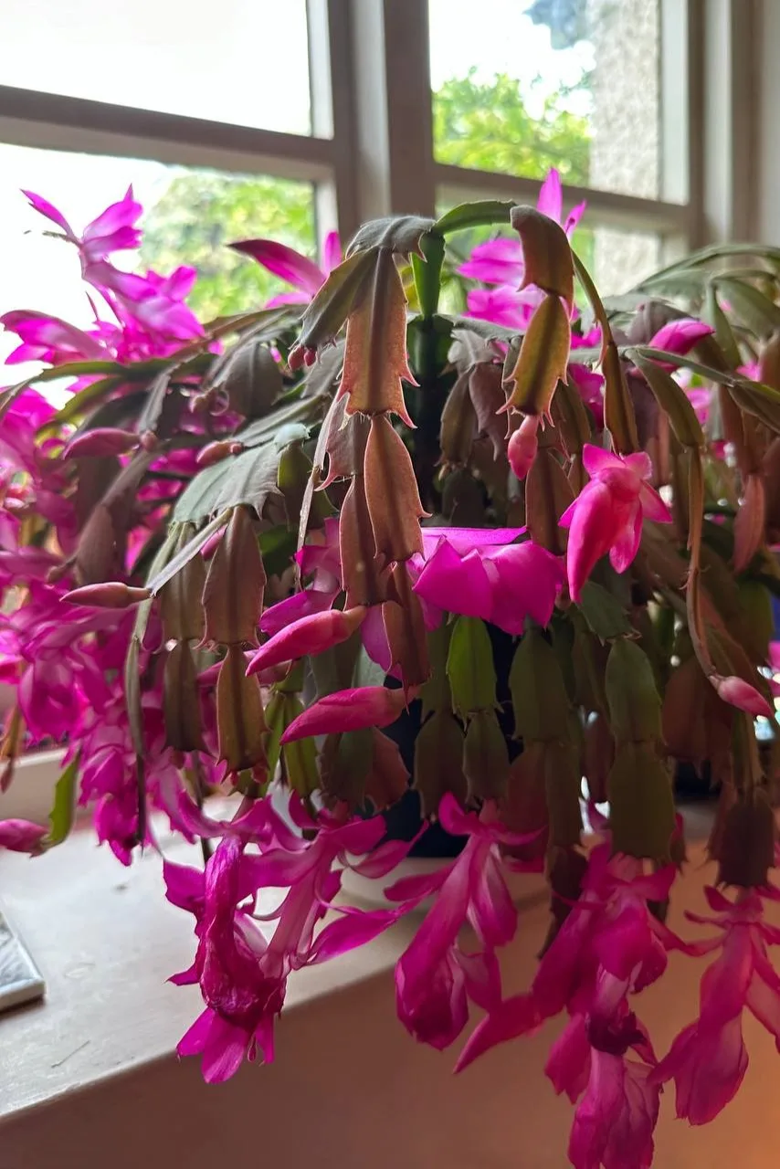 Christmas cactus covered in blooms