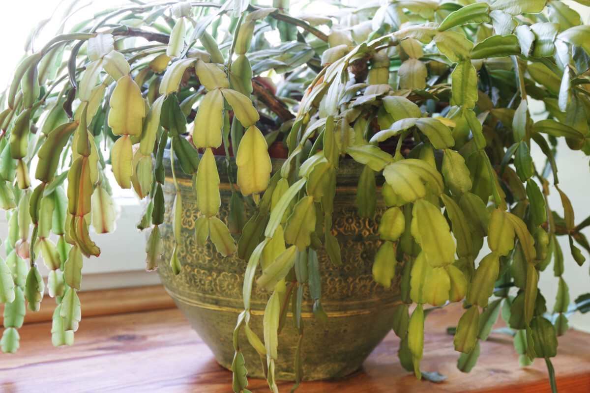 Christmas cactus with no blooms