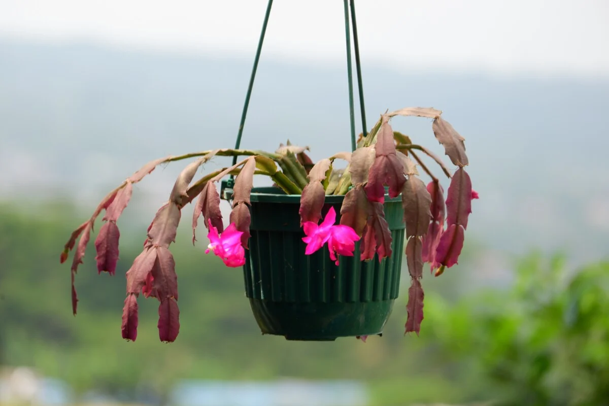 Sunburned Christmas cactus
