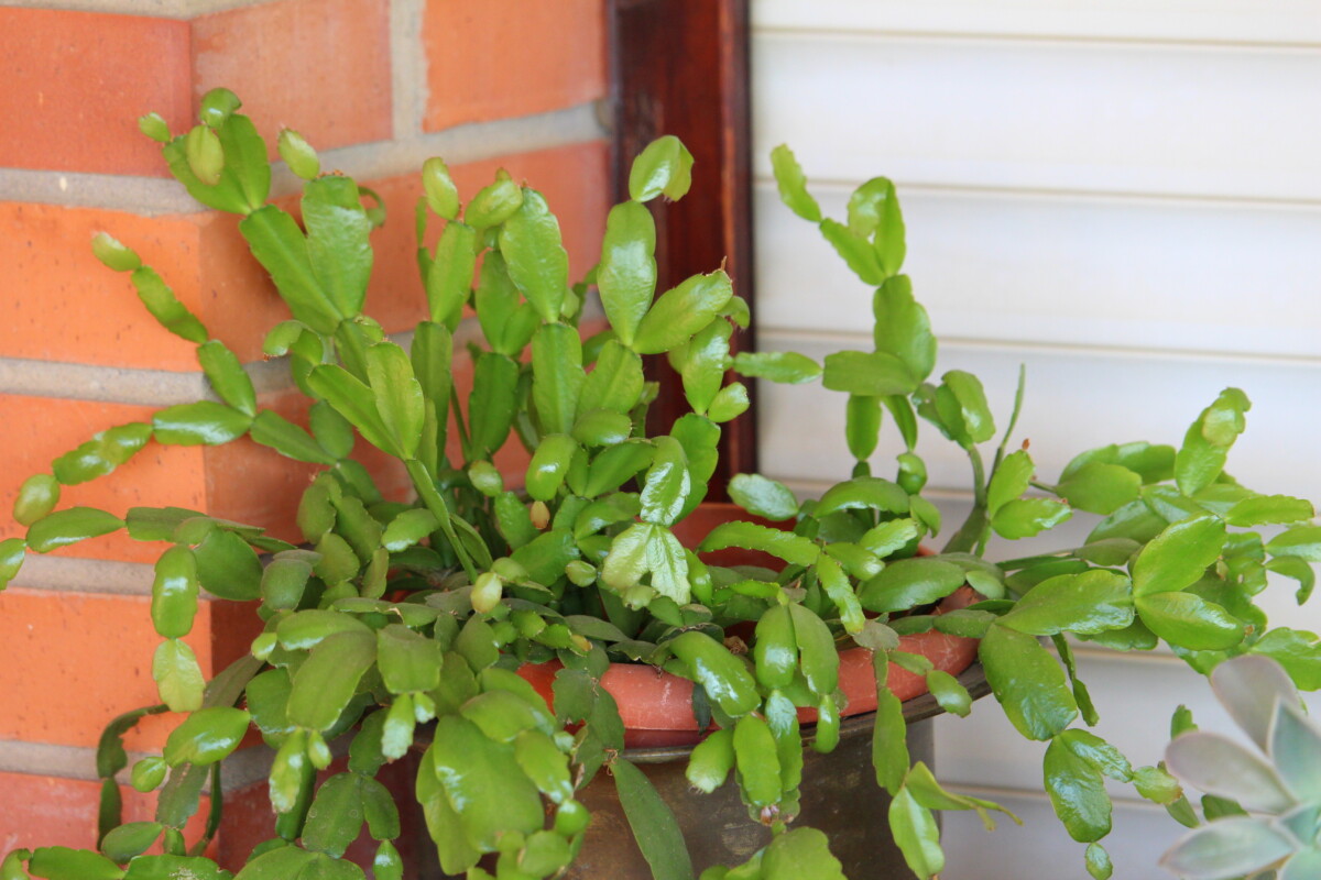 Healthy Christmas cactus outdoors