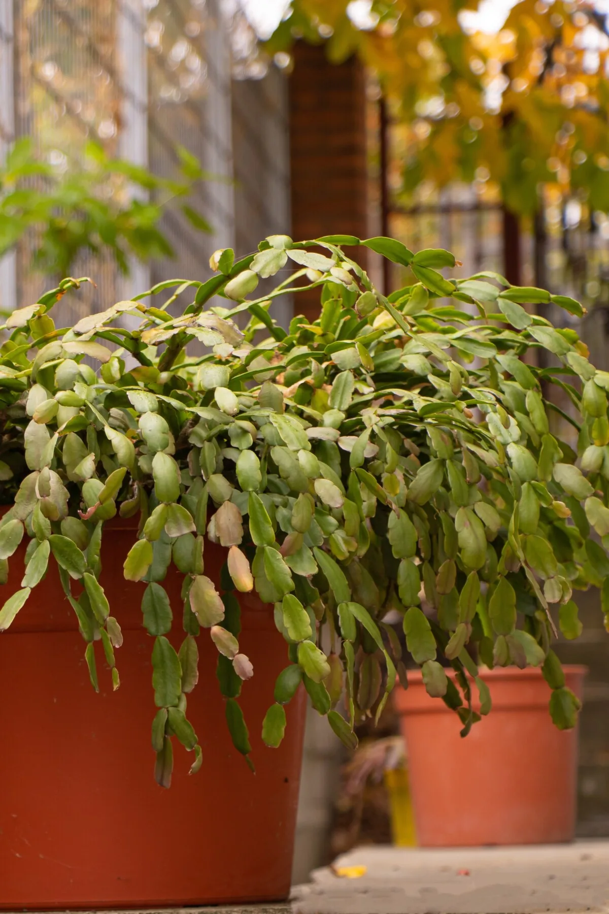 Huge Christmas cactus grown outdoors.