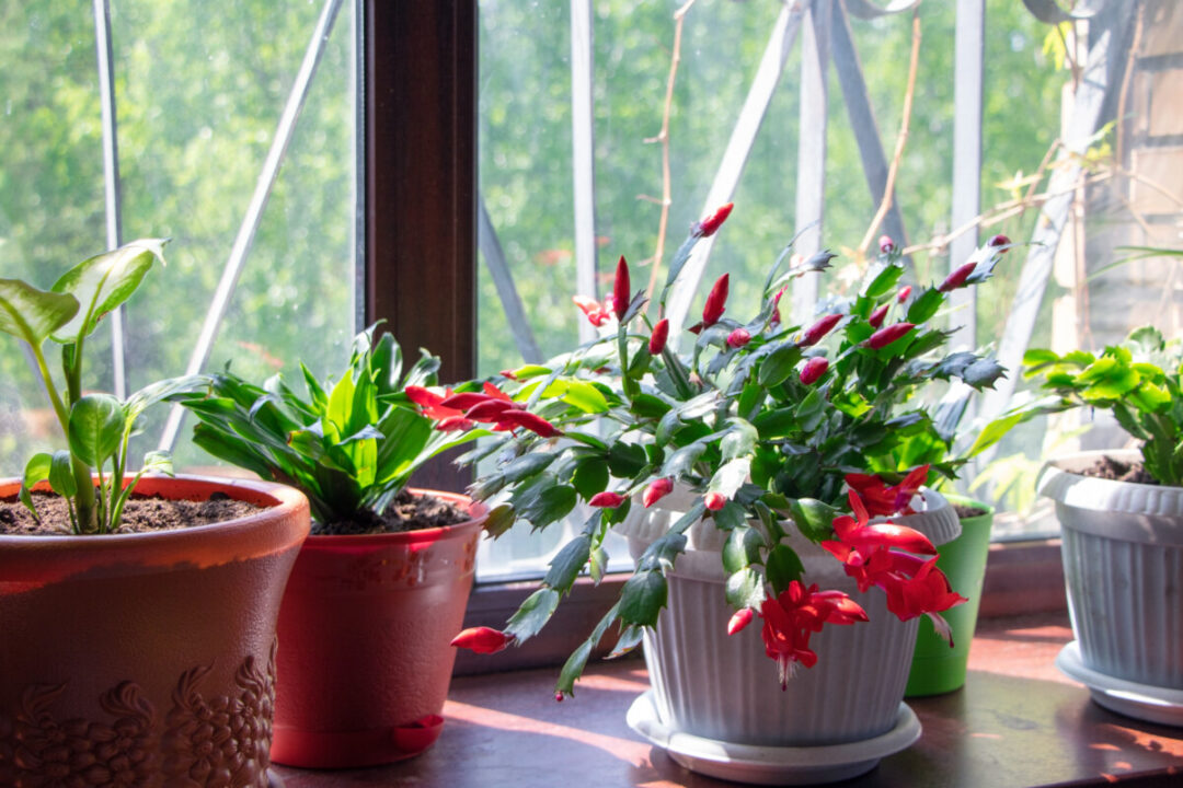 The Most Common Christmas Cactus Pests and Diseases