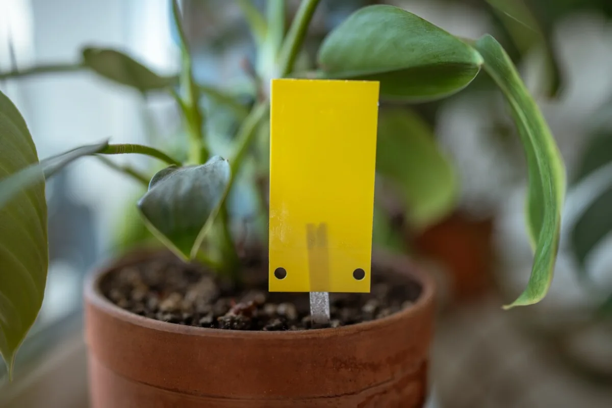 Houseplant with a sticky trap