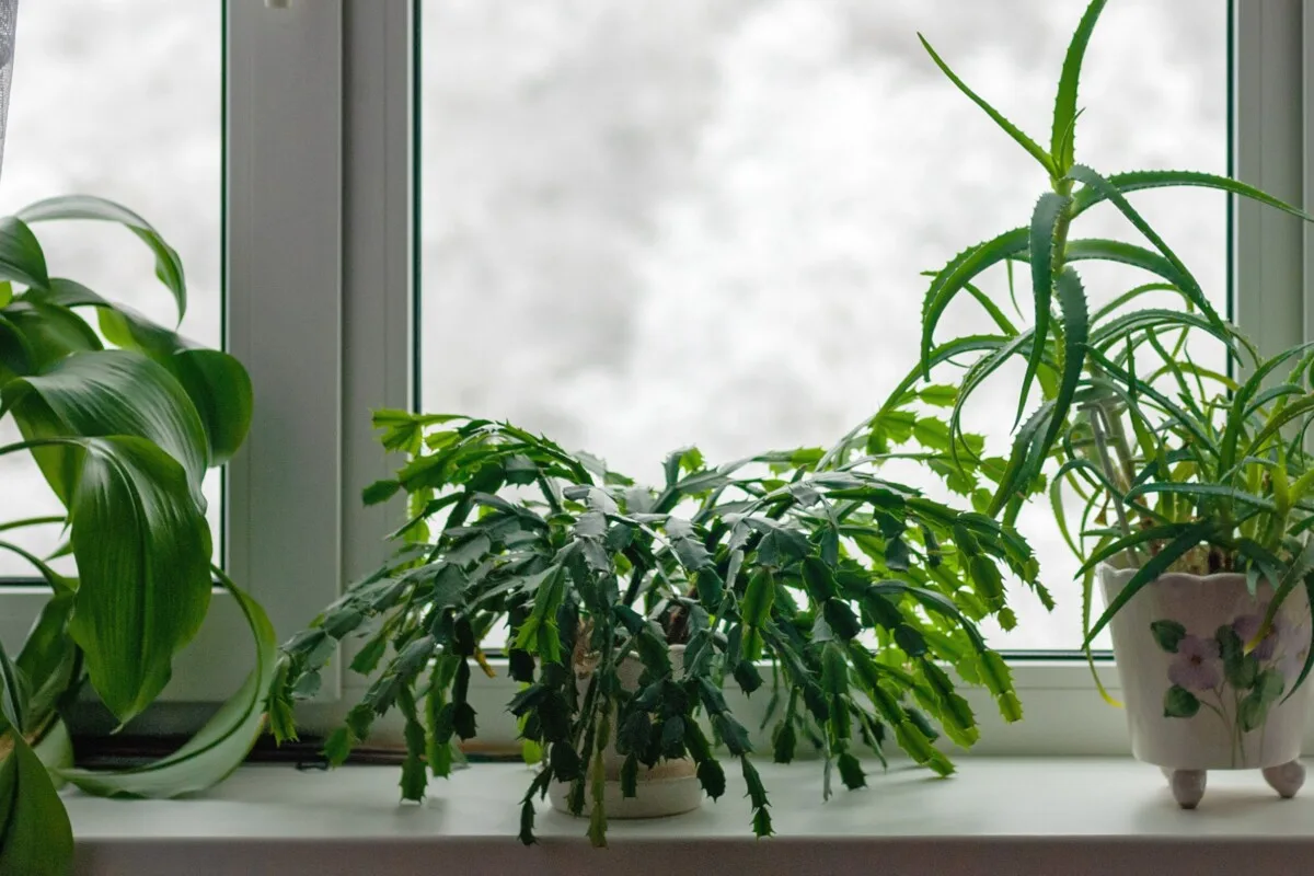 Christmas cactus in a window