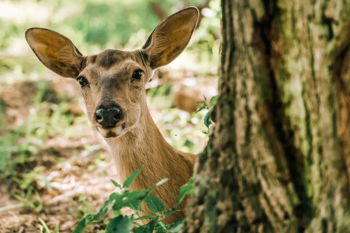 Deer peaking from around a tree