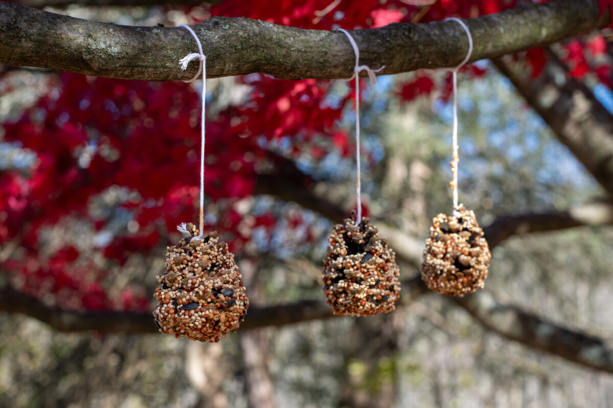 Pine cone bird feeders