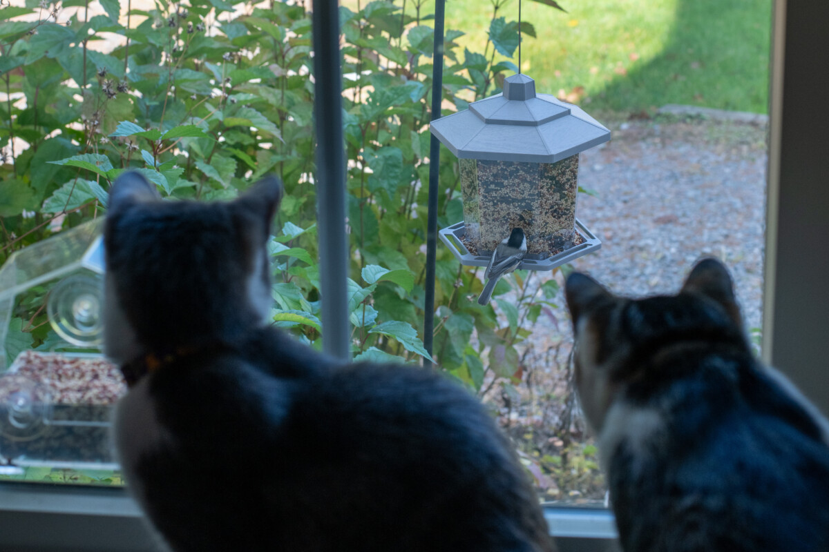 Two cats watching a chickadee at a bird feeder outside a window