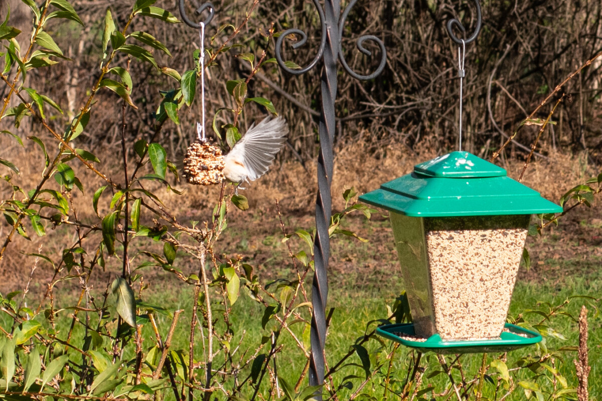 A nuthatch landing on a pine cone feeder