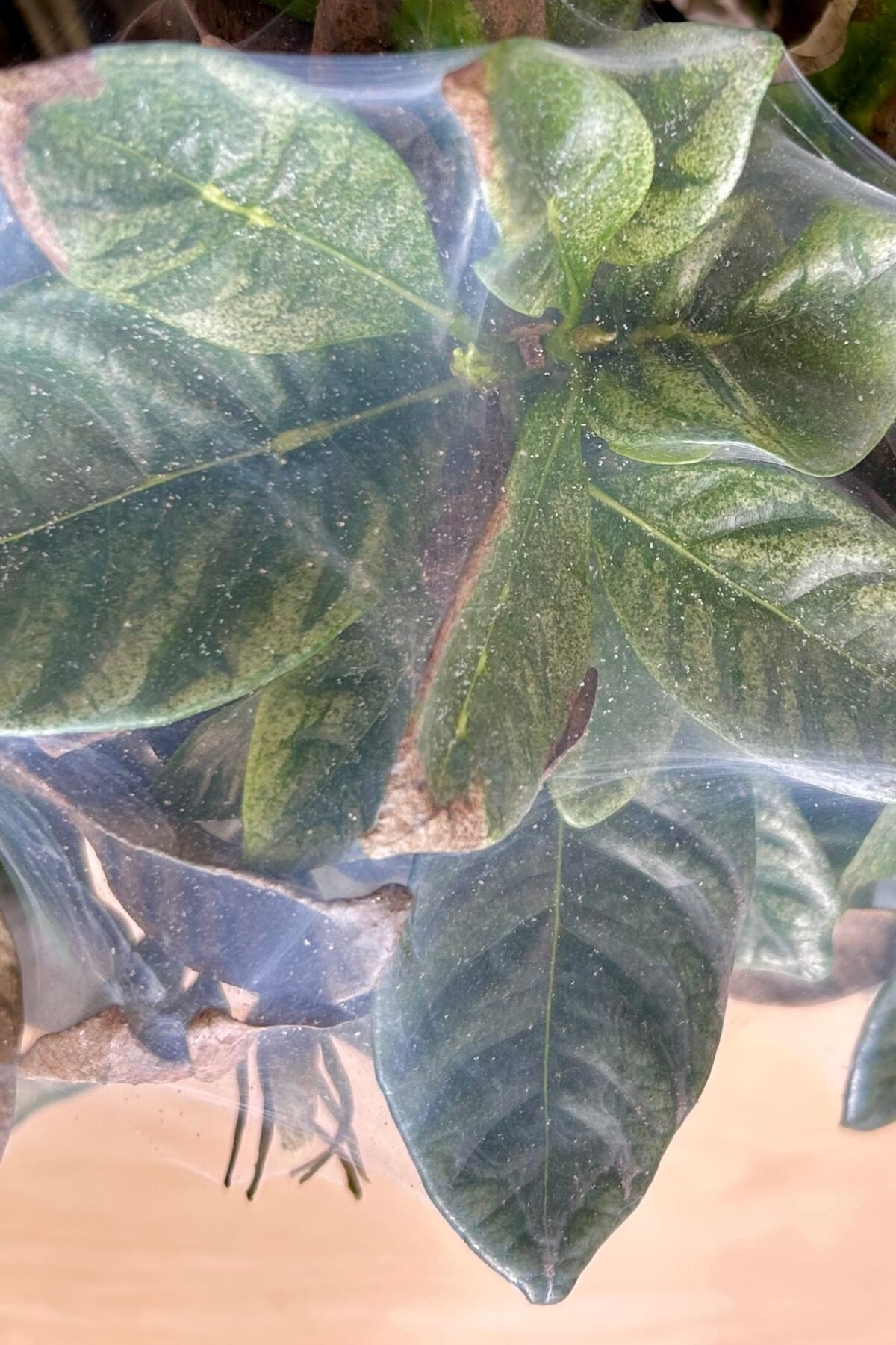 Close up of spider mites on a gardenia