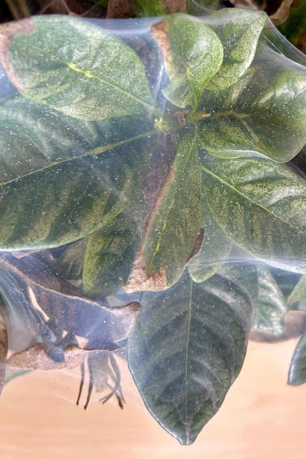 Close up of spider mites on a gardenia