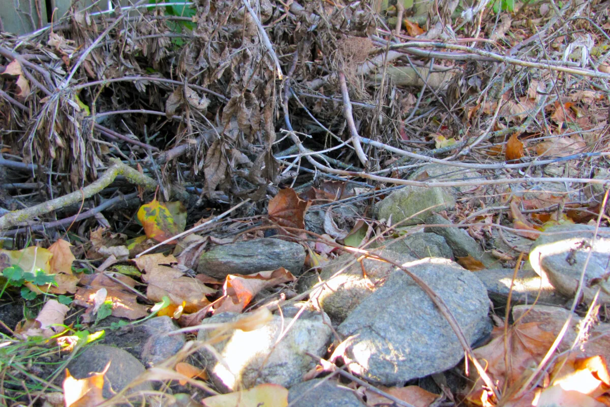 Rocks and leaves