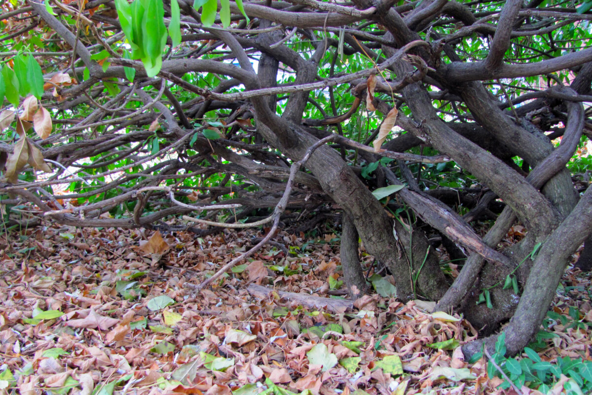 leaves beneath shrubs