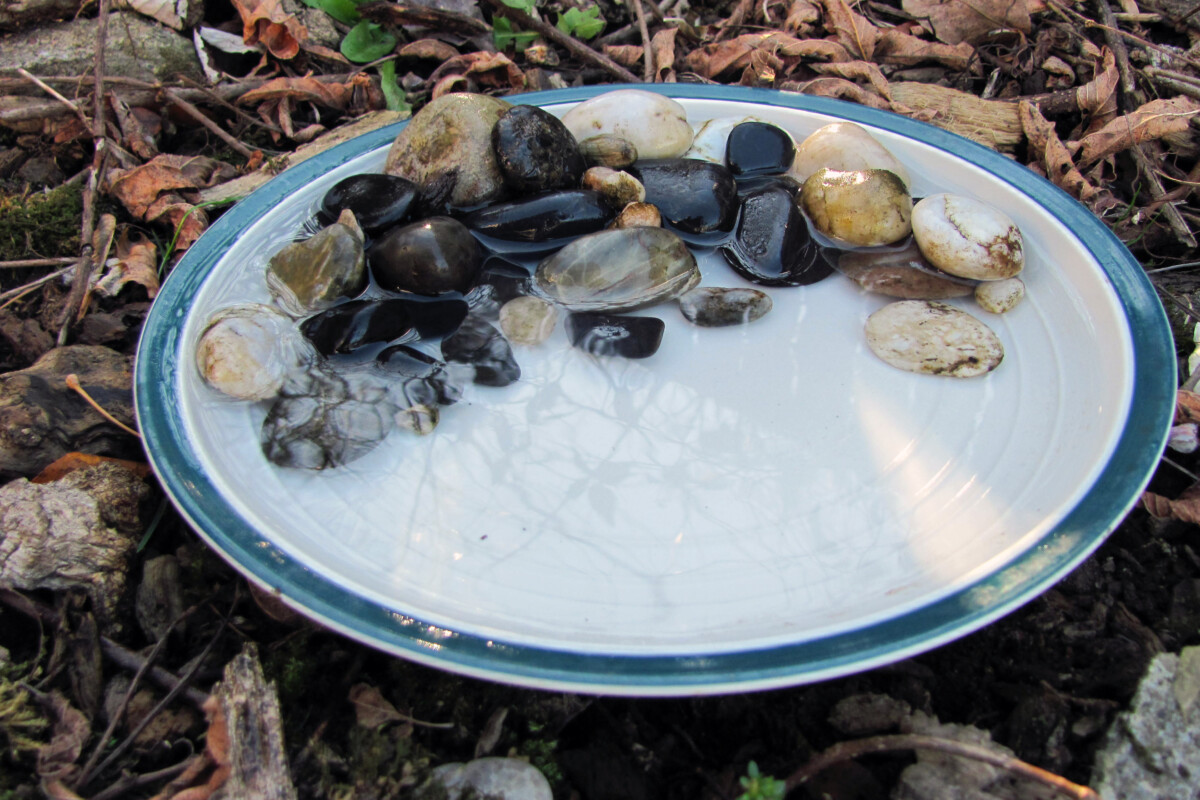 plate with rocks and water