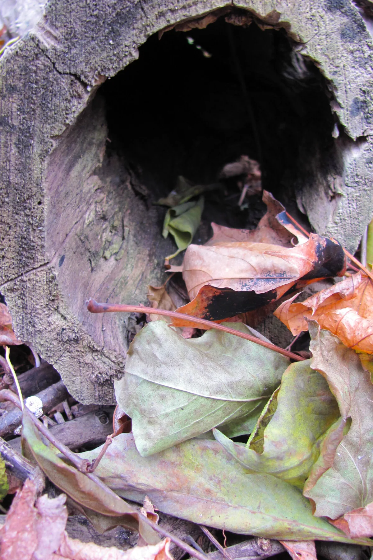 Hollow log with leaves