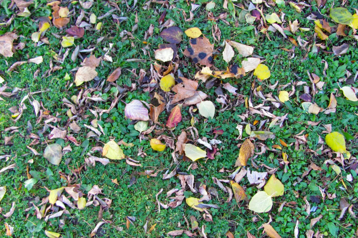 Leaves on a lawn