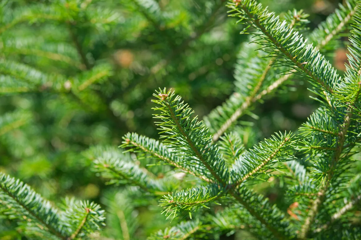 Balsam fir branches