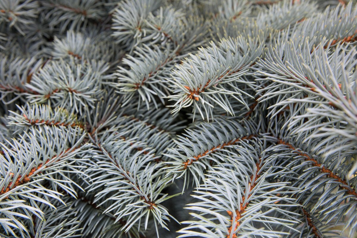 Blue spruce