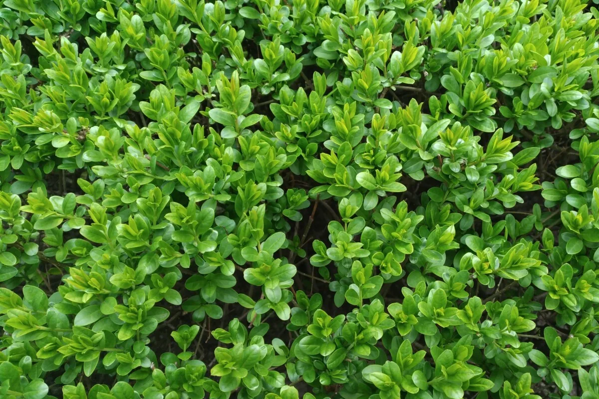 Boxwood