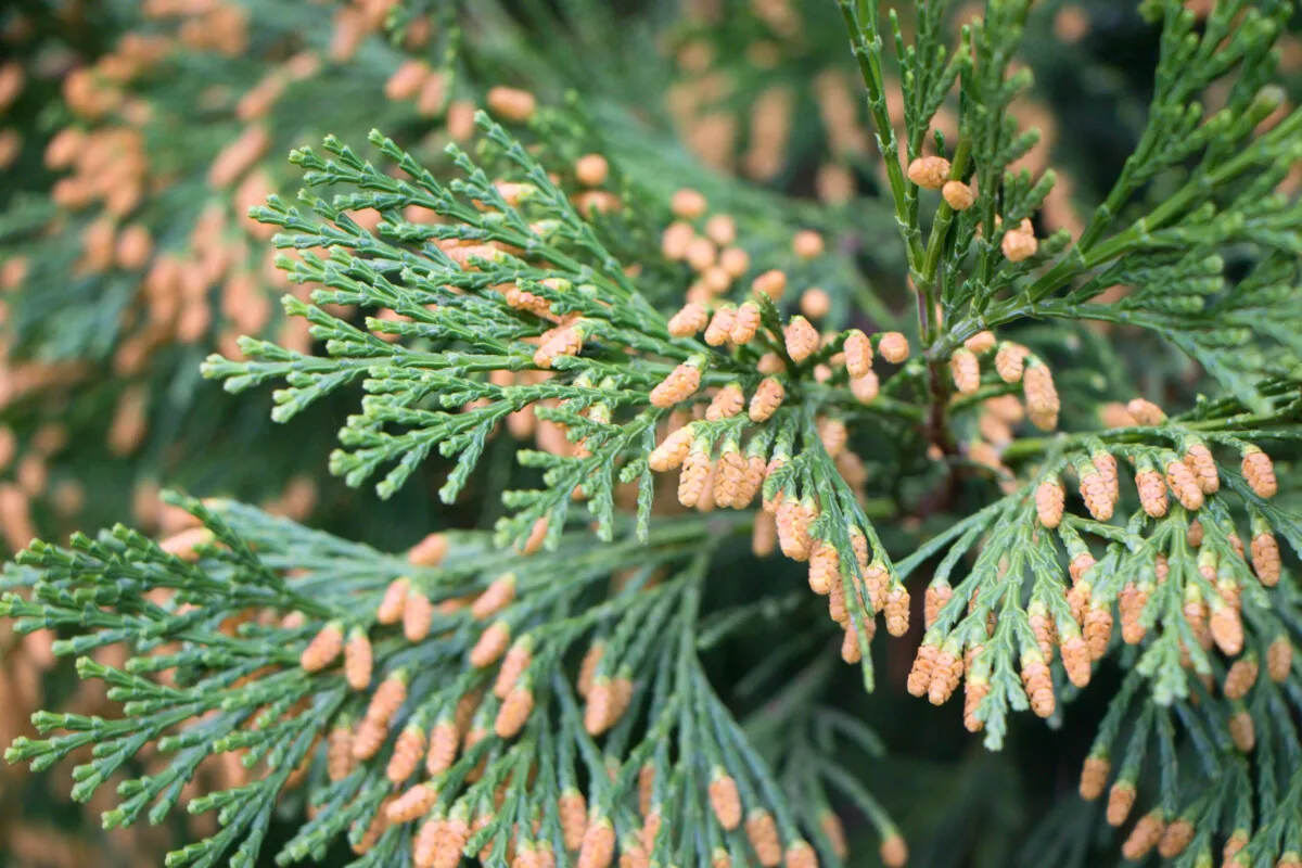 incense cedar