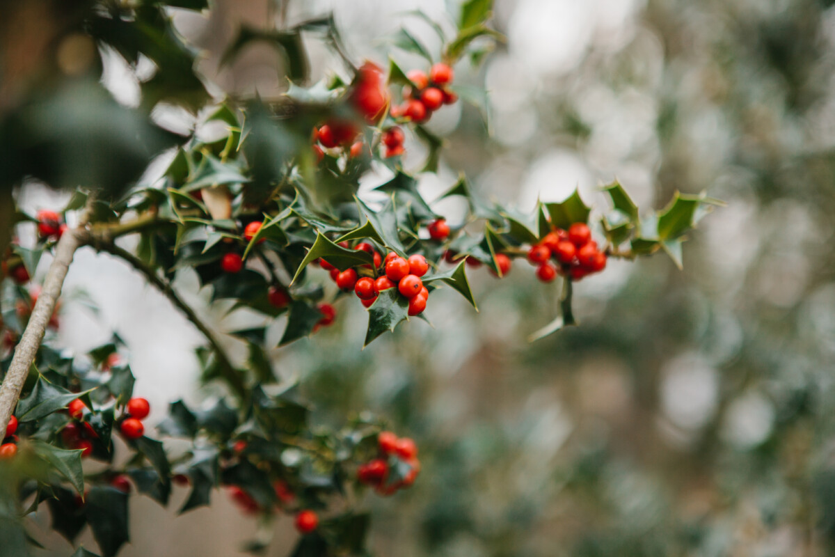 Holly and berries