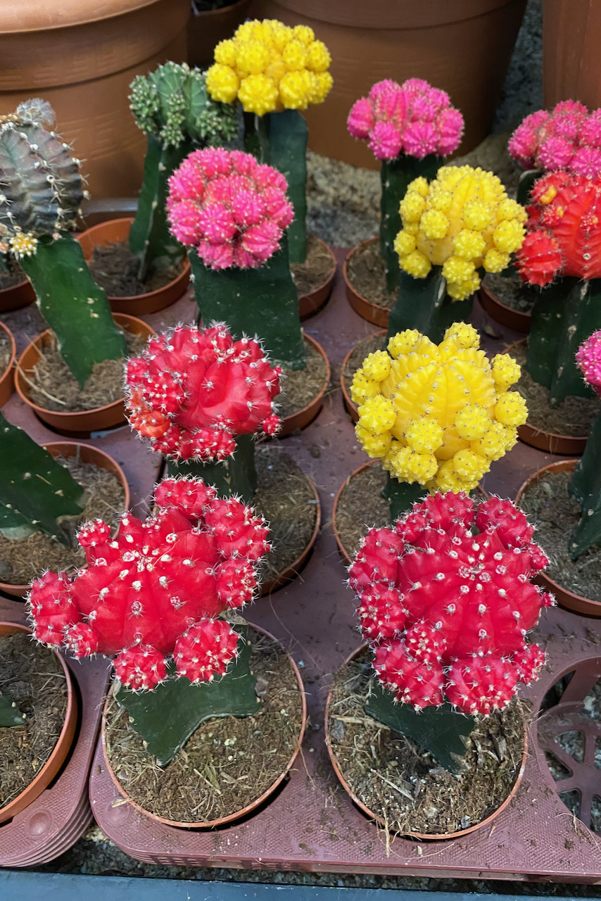 Moon Cacti for sale