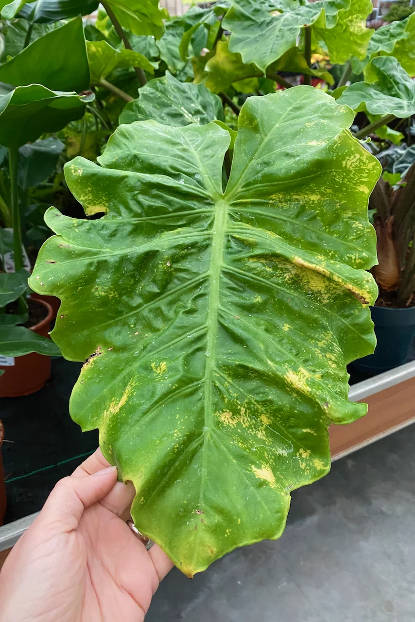 Large houseplant leaf with yellow spots on it. 