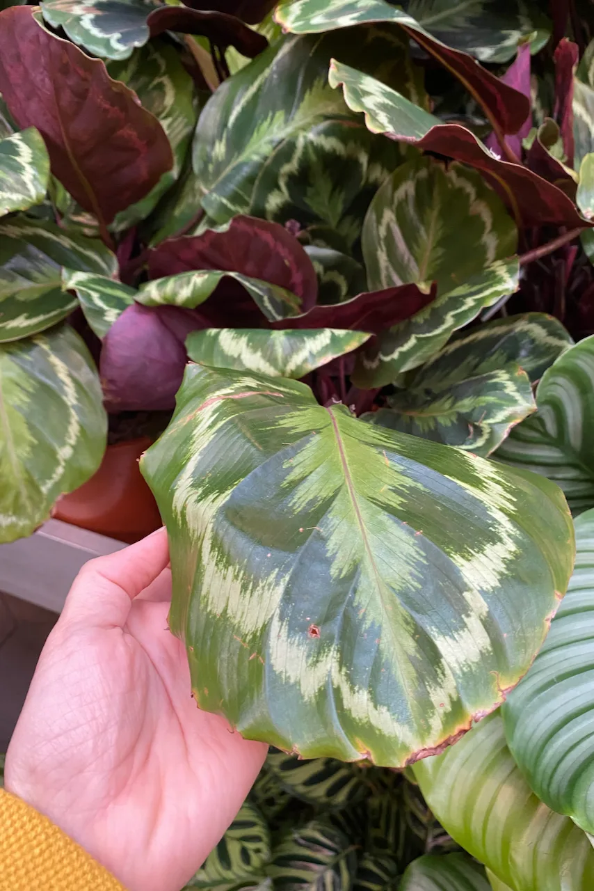 Woman's hand holding a damaged calathea leaf