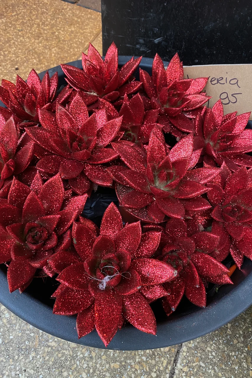 Glittered succulents for sale.