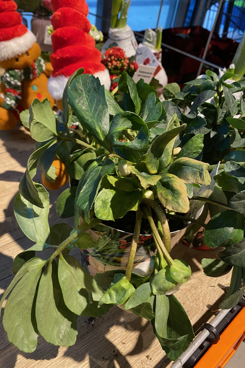 Houseplant that is in poor health.