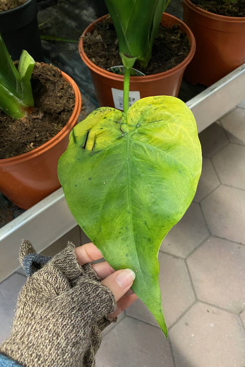 Woman's hand holding a pest damaged houseplant leaf