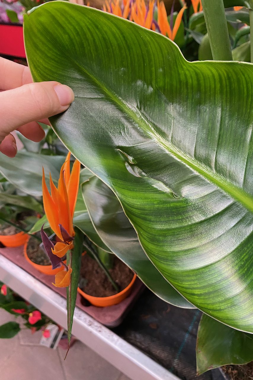 Woman's hand holding a Bird of Paradise leaf with a tear in it