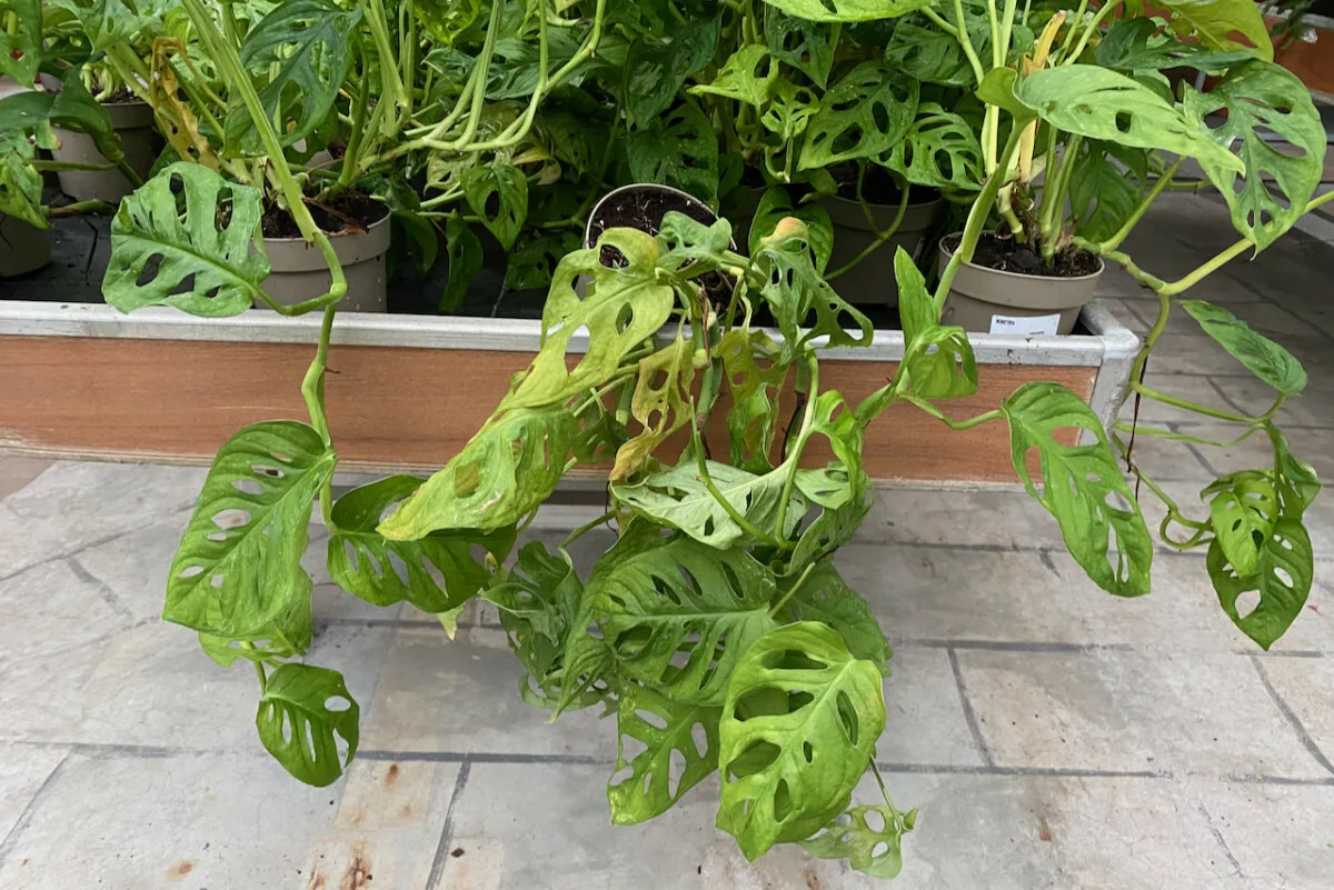 Monstera adansonii with yellowing leaves