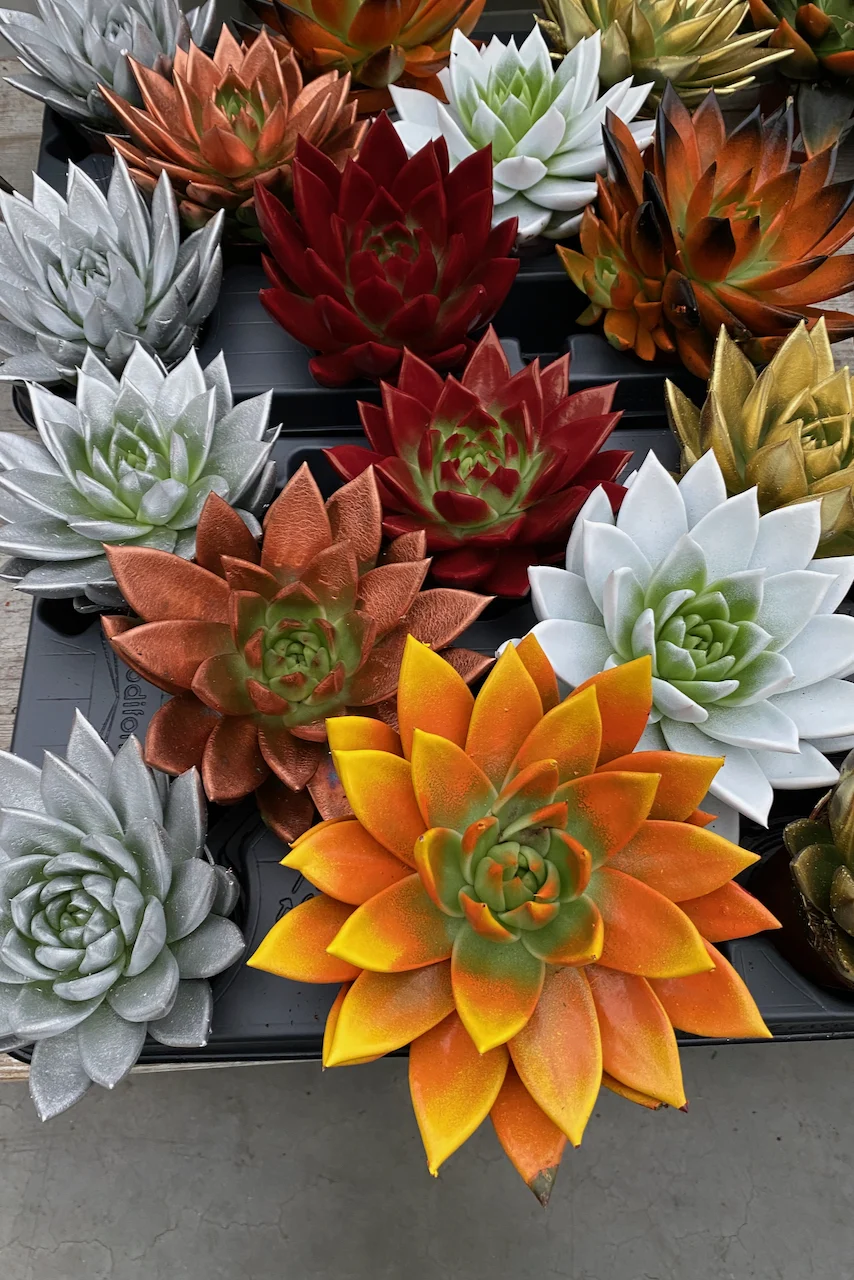 Display of spray-painted succulents for sale. 