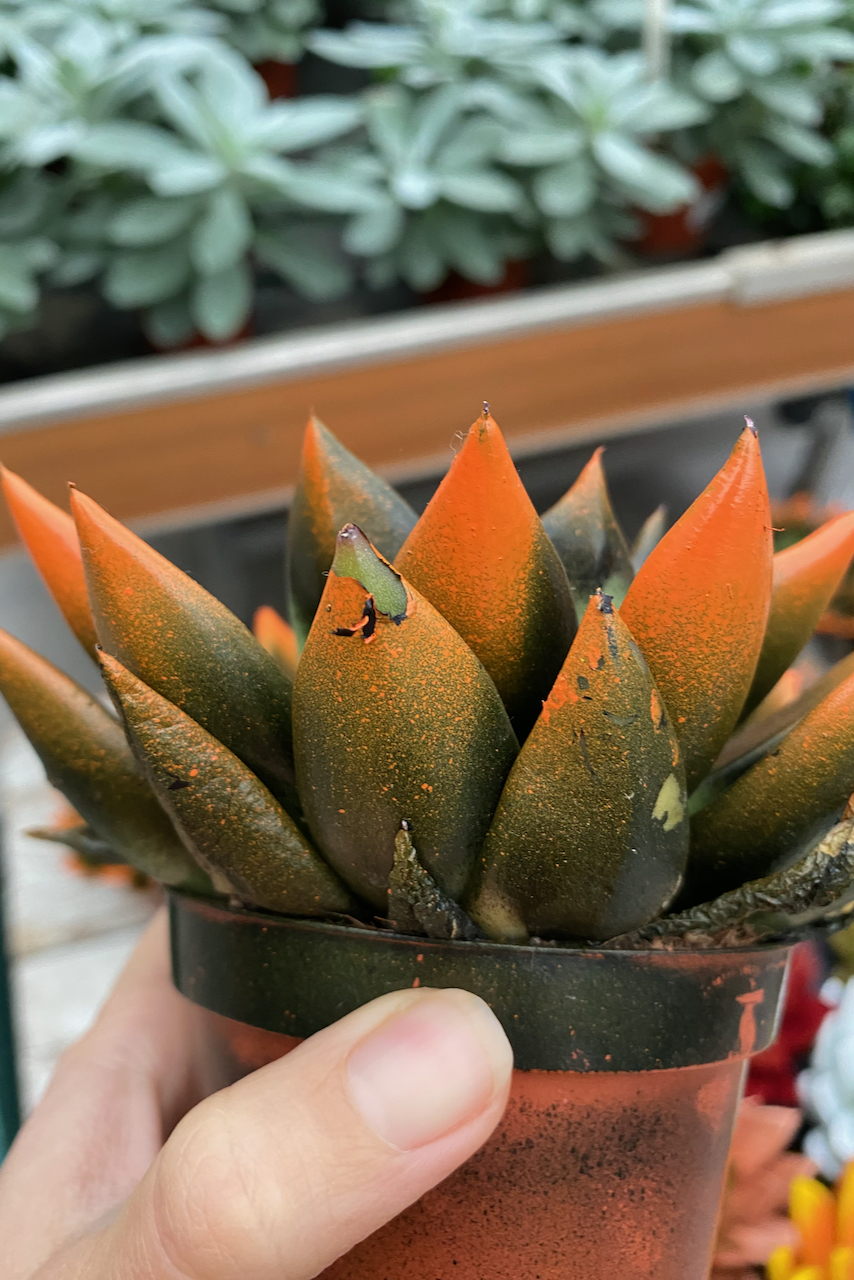 Woman's hand holding a spray painted succulent.