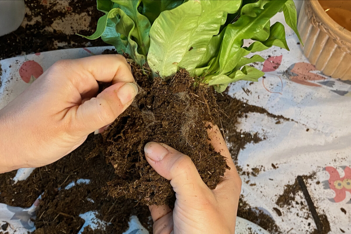 Woman's hand removing root mesh from a plant